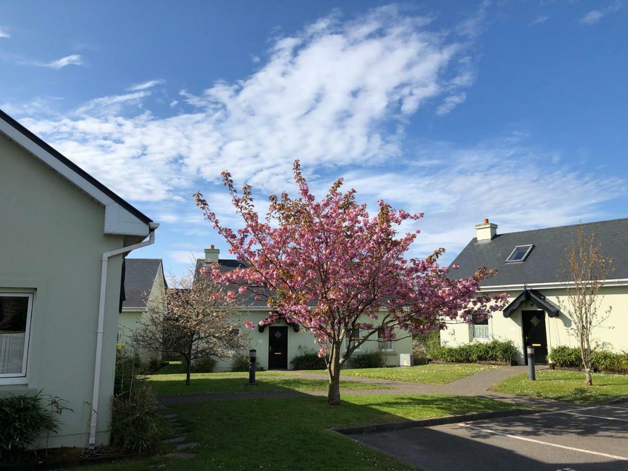 Dingle Centre Townhouse An Capall Dubh 丁格尔 外观 照片